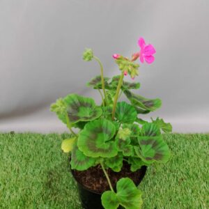 PELARGONIUM MULTIBLOOM PINK 15CM