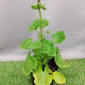 PELARGONIUM MULTIBLOOM RED 15CM