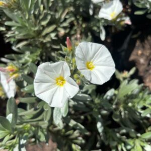CONVOLVULUS 5KG