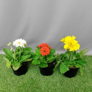 BARBERTON DAISY 15CM
