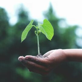 Rooted in Success: Plant Your First Tree This Arbour Week