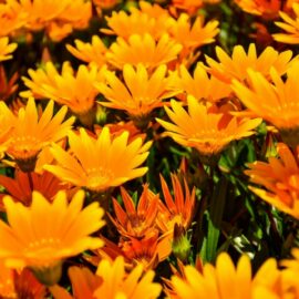 How to Grow & Care for African Daisies