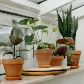 Urban oasis: Start your apartment garden today