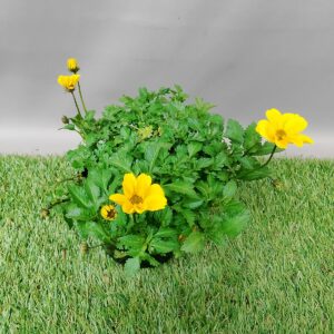 BIDENS ASSORTED 12CM