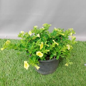 CALIBRACHOA MINIFAMOUS DBL GOLDEN YELLOW 17CM