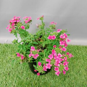 VERBENA AZTEC ASSORTED 15CM