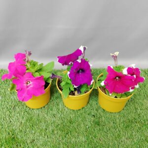 PETUNIA ANNUALS 12CM