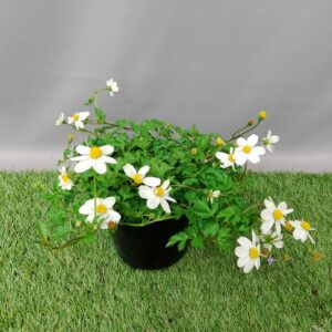BIDENS ASSORTED 15CM