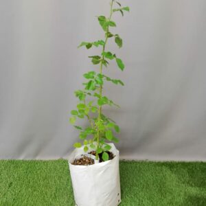 ROSE ANDREA STELZER 5KG