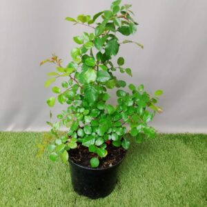 ROSE LITTLE PINK HEDGE 21CM