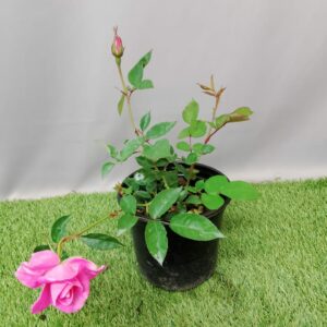 ROSE SIMPLICITY 17CM