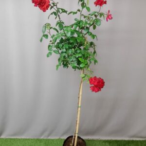 ROSE STD SATCHMO 10KG