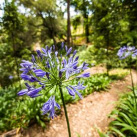 Beginner’s guide to thriving agapanthus plants