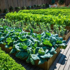 October Planting Guide: Veg to Start Now