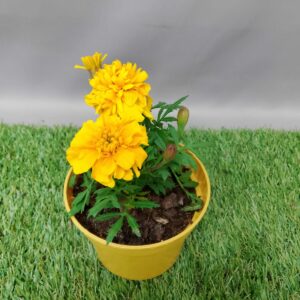 MARIGOLD ASSORTED 12CM