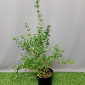 FREYLINIA TROPICA 20CM