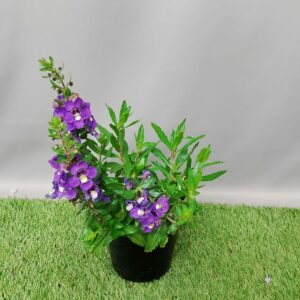 ANGELONIA ASSORTED 15CM