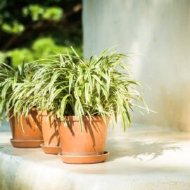 The art of terracotta: What plants go best with terracotta pots?