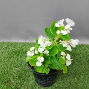BEGONIA 15CM