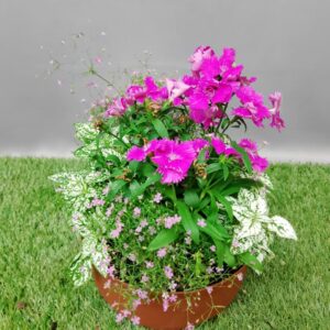 MIXED GIFT BOWL PLANTS 20CM