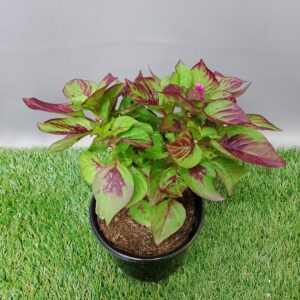 CELOSIA GHEGGO GREEN 12CM
