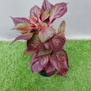 CELOSIA SOL LIZZARD LEAF 12CM