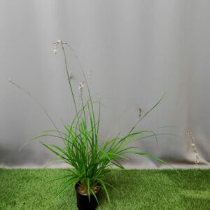 CHLOROPHYTUM SAUNDERSIAE 12CM