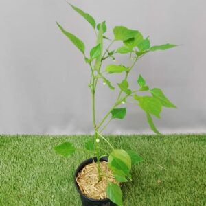 HERB CAPSICUM KASHMIRI 15CM