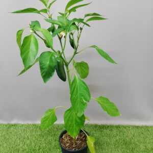 HERB CAPSICUM SIRACHA JALAPENO 15CM