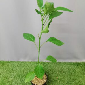 HERB CAPSICUM SIRACHA JALAPENO 15CM