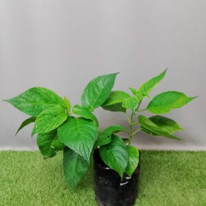 HYDRANGEA ASSORTED 5KG