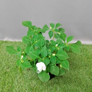 IMPATIENS GLIMMER WHITE 15CM