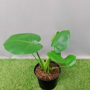 MONSTERA DELICIOSA 17CM