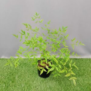 NANDINA DOMESTICA 12CM