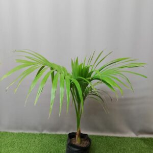 PALM SEAFORTHEA 5KG