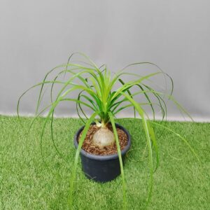 PALM BEAUCARNEA RECURVATA 17CM