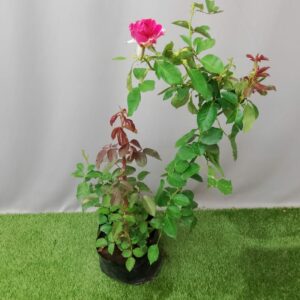 ROSE HANNON GLAM GURU 10KG