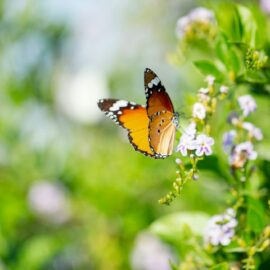 Butterfly haven: The best shrubs to attract summer visitors