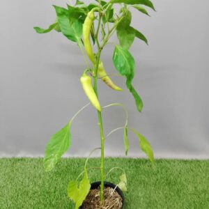 HERB CAPSICUM BANANA PEPPER 15CM