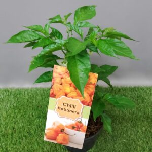 HERB CAPSICUM HABANERO 14CM