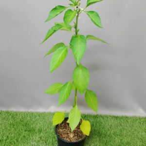 HERB CAPSICUM WHITE THAI 14CM
