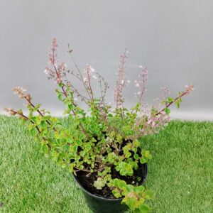 PLECTRANTHUS ASSORTED 15CM