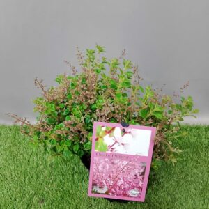 PLECTRANTHUS CHIMENI 20CM