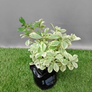 PLECTRANTHUS NEOCHILLIS VAR 2KG
