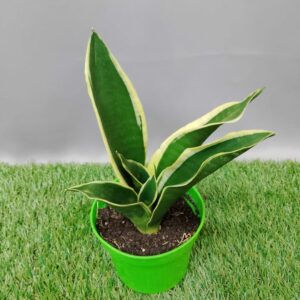 SANSEVERIA ASSORTED 12CM