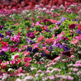 Summer’s Brightest Star: Growing Petunias