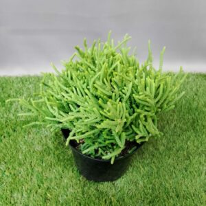 CRASSULA RASTAFARII 15CM