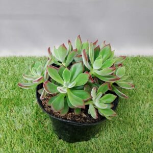 ECHEVERIA DEVOTION 15CM