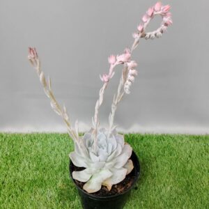 ECHEVERIA CANADIAN 15CM