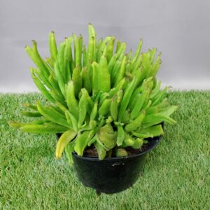 COTYLEDON CAMPANULATA 19CM